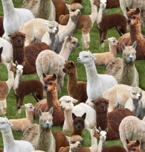 Fat Quarter Llamas Farm Animals 100% Cotton Quilting Fabric