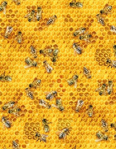 Fat Quarter Honey Bee on Honeycomb 100% Cotton Quilting Fabric