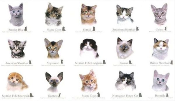 Cat Breeds Feline Panel Cotton Quilting Fabric 60cm x 110cm