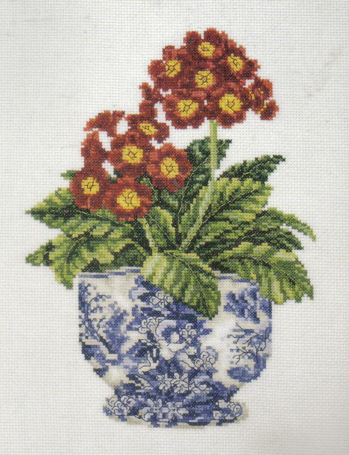 Primula In Willow Pattern Pot