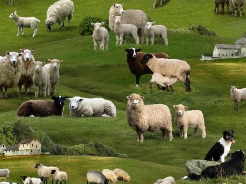 Fat Quarter Farm Animals Sheep 100% Cotton Quilting Sewing Fabric