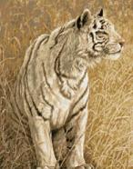 White Light Tiger Cross Stitch Kit - Kustom Krafts Inc