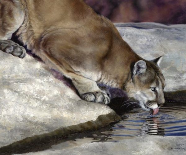 Mountain Lion Cougar Drinking Digital Cotton Quilting Panel Wild & Playful